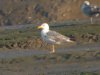 Yellow-legged Gull at Two Tree Island (Steve Arlow) (74520 bytes)
